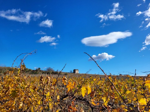 Photo Vignes et mazet à Roujan, automne