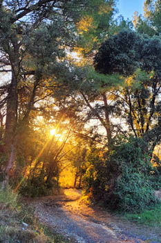 Photo chemin dans les pins, Roujan, Nov 2025