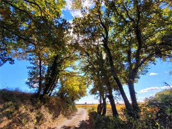 photo ch^nes et chemin dans l'Hérault près de Roujan Occitanie