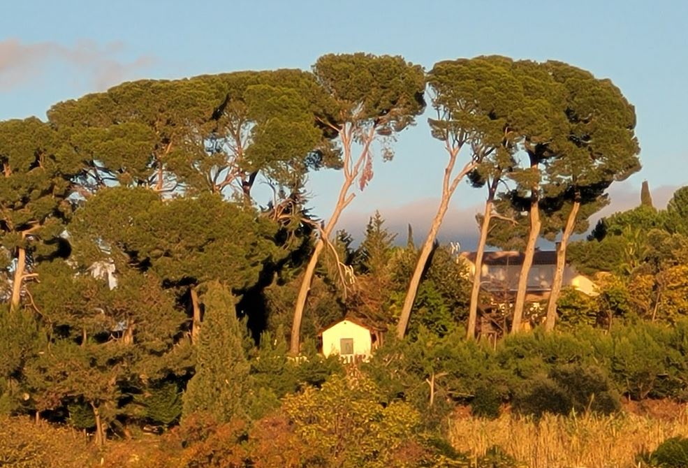 Pins et cabane en Occitanie Hérault Photo David Quant